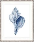 "Designer Boys Collections" Exquisite Shell III Indigo Blue Artwork, Careel Bay Shell Collection