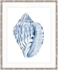 "Designer Boys Collections" Exquisite Shell V Indigo Blue Artwork, Careel Bay Shell Collection