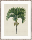 "Designer Boys Collections" Kebaya Palm I Artwork, Kebaya Palm Collection