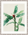 "Designer Boys Collections" Lush Tropic IX Artwork, Amali Tropic Collection