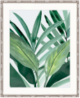 "Designer Boys Collections" Shalla Tropic I Artwork, Shalla Foliage Collection