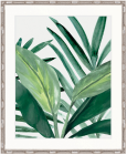 "Designer Boys Collections" Shalla Tropic II Artwork, Shalla Foliage Collection