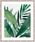 "Designer Boys Collections" Shalla Tropic III Artwork, Shalla Foliage Collection