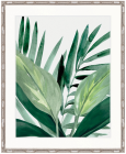 "Designer Boys Collections" Shalla Tropic IV Artwork, Shalla Foliage Collection