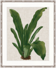 "Designer Boys Collections" Tropical Evergreen IV Artwork, Elysium Tropical Collection