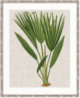 "Designer Boys Collections" Tropical Evergreen VI Artwork, Elysium Tropical Collection