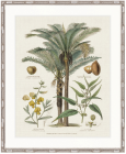 "Designer Boys Collections" Tropicano Delight II Artwork, Paradiso Tropic Collection