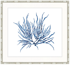 "Designer Boys Collections" Delicate Seaweed XVI (Indigo) Artwork, Beaumaris Seaweed Collection