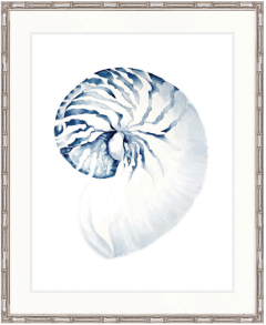 "Designer Boys Collections" Exquisite Shell II Indigo Blue Artwork, Careel Bay Shell Collection