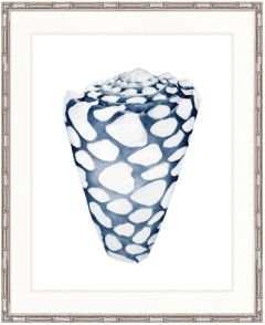 "Designer Boys Collections" Exquisite Shell VI Indigo Blue Artwork, Careel Bay Shell Collection