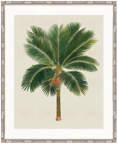 "Designer Boys Collections" Kebaya Palm V Artwork, Kebaya Palm Collection