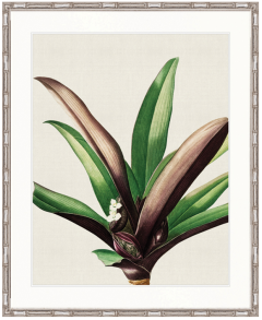 "Designer Boys Collections" Lush Tropic I Artwork, Amali Tropic Collection