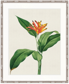 "Designer Boys Collections" Lush Tropic II Artwork, Amali Tropic Collection