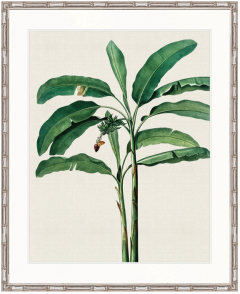 "Designer Boys Collections" Lush Tropic III Artwork, Amali Tropic Collection