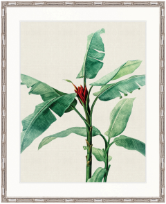 "Designer Boys Collections" Lush Tropic IX Artwork, Amali Tropic Collection