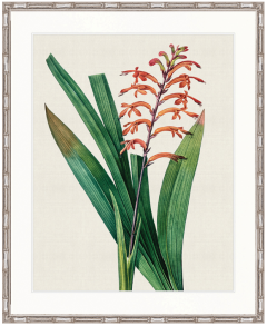 "Designer Boys Collections" Lush Tropic V Artwork, Amali Tropic Collection