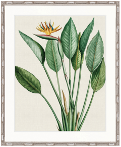 "Designer Boys Collections" Lush Tropic VI Artwork, Amali Tropic Collection