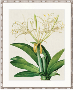 "Designer Boys Collections" Lush Tropic VII Artwork, Amali Tropic Collection