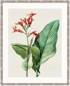 "Designer Boys Collections" Lush Tropic VIII Artwork, Amali Tropic Collection