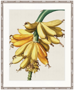 "Designer Boys Collections" Lush Tropic X Artwork, Amali Tropic Collection