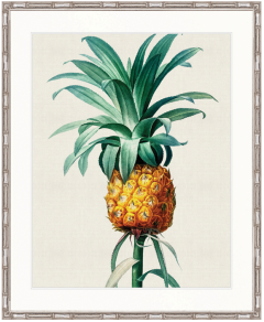"Designer Boys Collections" Lush Tropic XI Artwork, Amali Tropic Collection