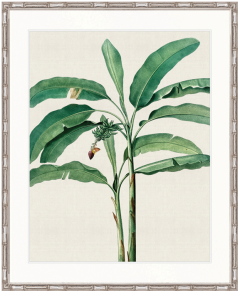 "Designer Boys Collections" Lush Tropic XII Artwork, Amali Tropic Collection