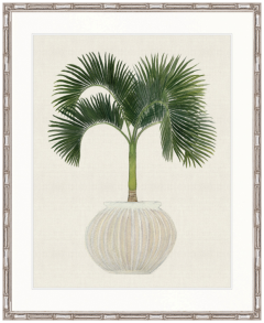 "Designer Boys Collections" Palm Beauty VI Artwork, Marsielle Palm Collection