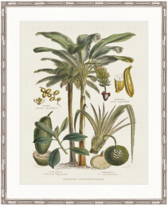 "Designer Boys Collections" Tropicano Delight I Artwork, Paradiso Tropic Collection