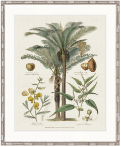 "Designer Boys Collections" Tropicano Delight II Artwork, Paradiso Tropic Collection