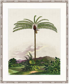 "Designer Boys Collections" Vintage Palm Study I Artwork, Kasimir Palm Collection