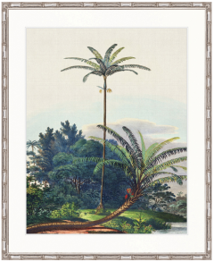"Designer Boys Collections" Vintage Palm Study III Artwork, Kasimir Palm Collection