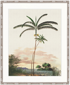 "Designer Boys Collections" Vintage Palm Study IV Artwork, Kasimir Palm Collection