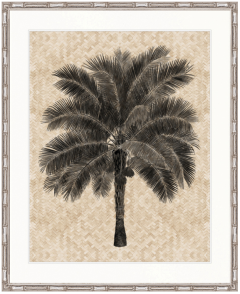 "Designer Boys Collections" Yasawa Palm V Artwork, Yasawa Palm Collection